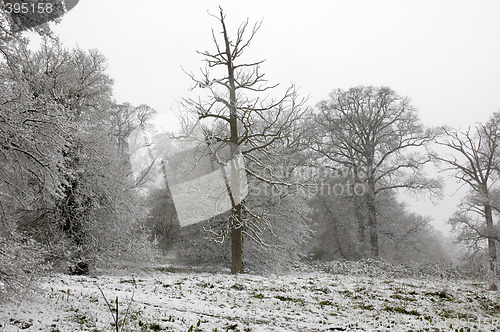 Image of Snow on trees