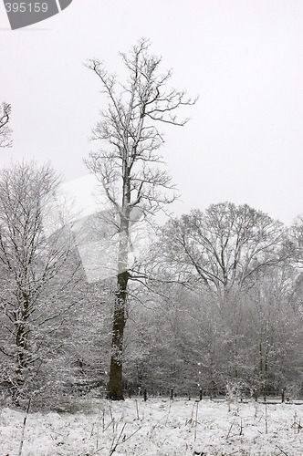 Image of Snow on trees