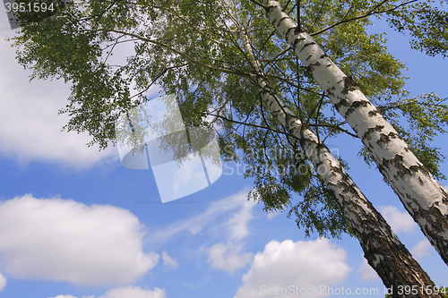 Image of Two birches