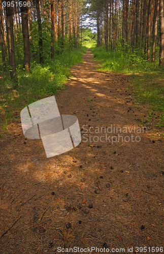 Image of Shady track across forest