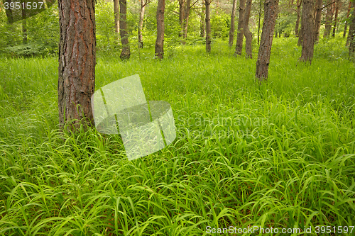 Image of Grassy forest