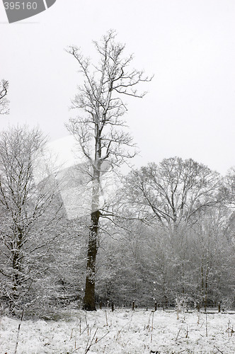 Image of Snow on trees