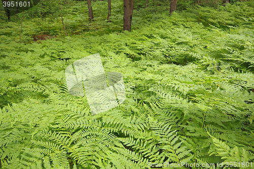 Image of Eagle ferns foliage