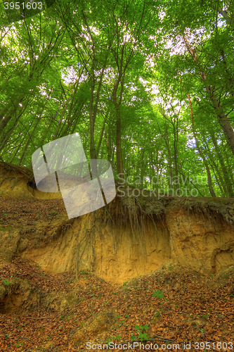 Image of Sandy scarp inside beech forest