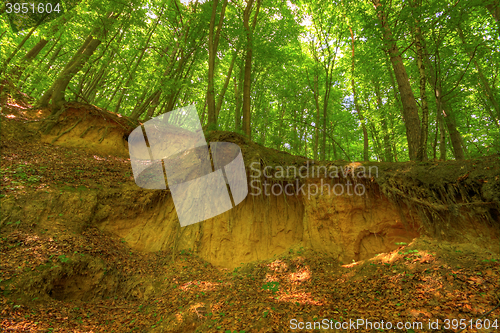 Image of Sandy scarp inside beech forest