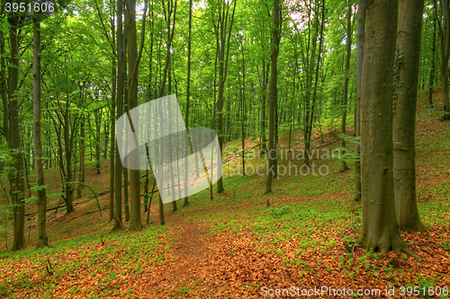 Image of Beech forest