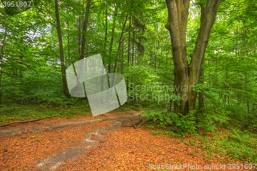 Image of Forked footpath inside forest