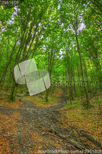 Image of Crossed footpaths inside beech forest