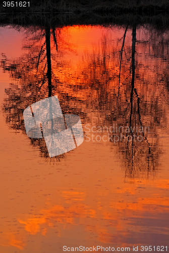 Image of Trees reflected in water