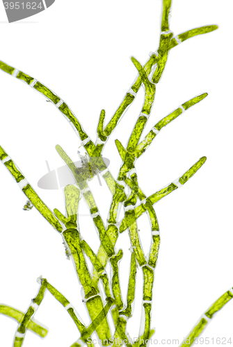 Image of Microscopic view of green algae (Cladophora) branch