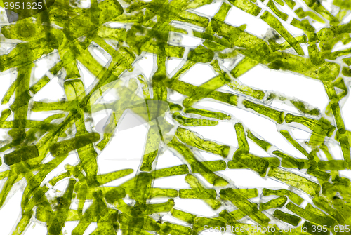 Image of Microscopic view of green algae (Cladophora) cells