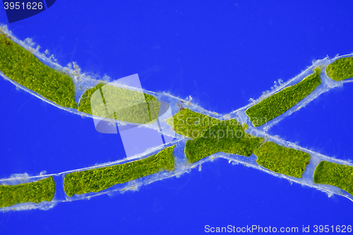Image of Microscopic view of green algae (Cladophora) cells