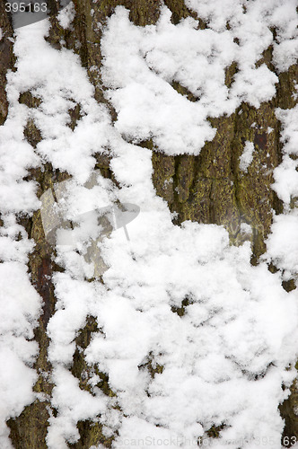 Image of Snow on a tree trunk