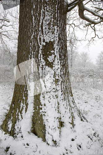 Image of Snow on a tree trunk