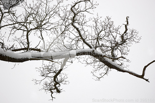Image of Snowy branch