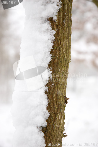 Image of Snowy tree