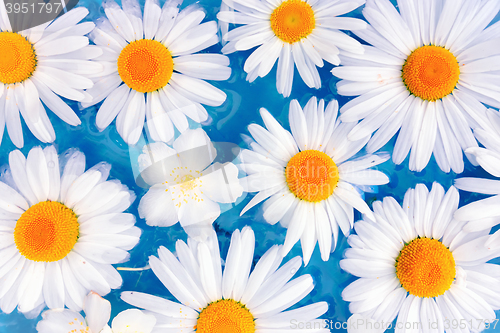 Image of Flowers of daisies or chrysanthemums in the water