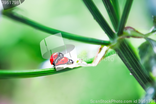 Image of Ladybird Mating in spring