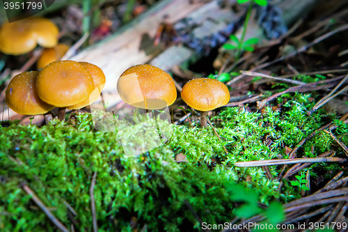 Image of Group of small mushrooms in moss