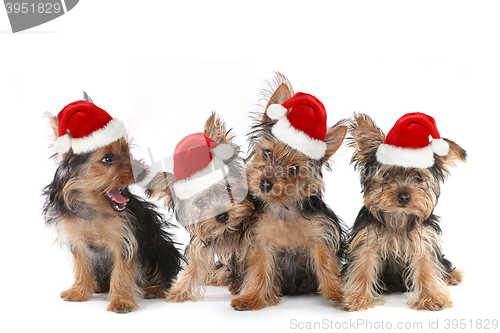 Image of Puppy Dogs With Cute Expression and Santa Hat