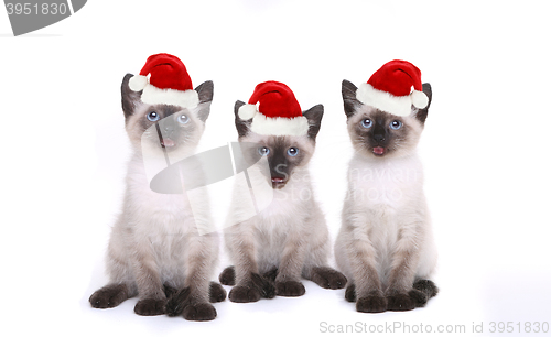 Image of Siamese Kittens Celebrating a Birthday With Hats