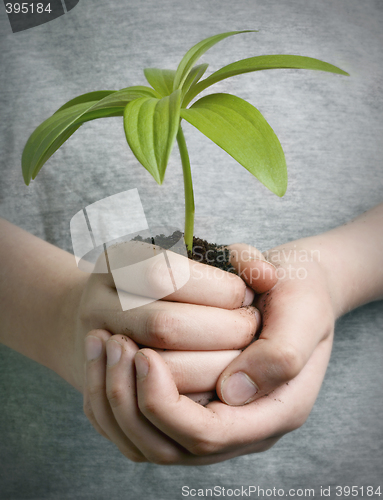 Image of Boy holding seedling