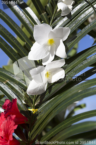 Image of Wedding decoration at Praslin island, Seychelles