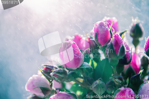 Image of Bouquet of roses under rain splashes