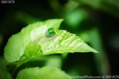 Image of Small green beetle on a leaf