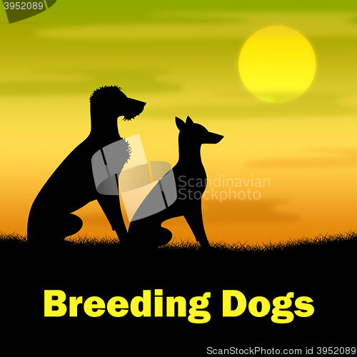 Image of Breeding Dogs Shows Reproducing Doggy And Canines