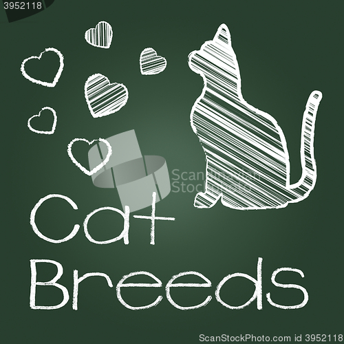 Image of Cat Breeds Represents Pedigree Kitty And Reproducing