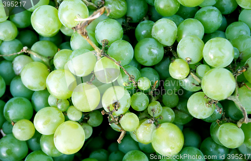 Image of Wine grapes