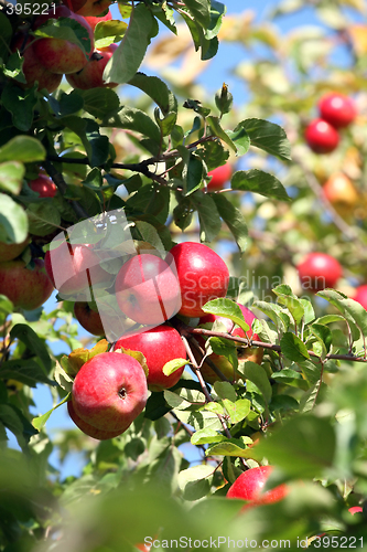 Image of Red Apples