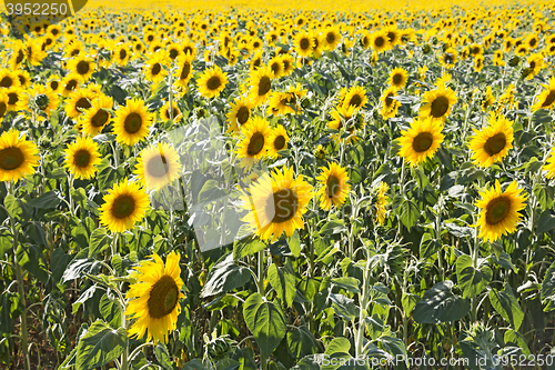 Image of Sunflower field