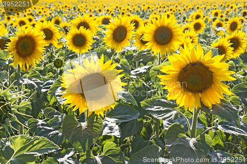 Image of Sunflower field 