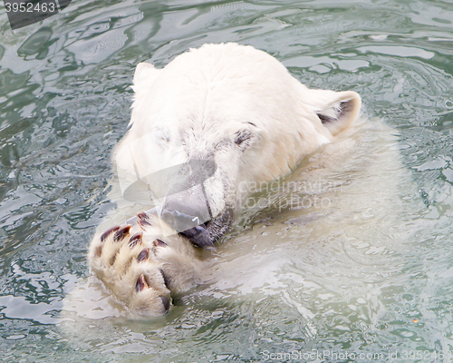 Image of Close-up of a polarbear (icebear)