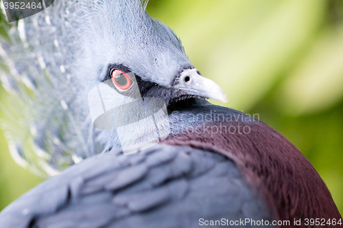 Image of Victoria Crowned bird (Goura victoria)