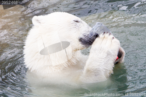 Image of Close-up of a polarbear (icebear)