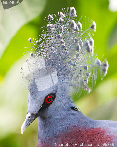 Image of Victoria Crowned bird (Goura victoria)