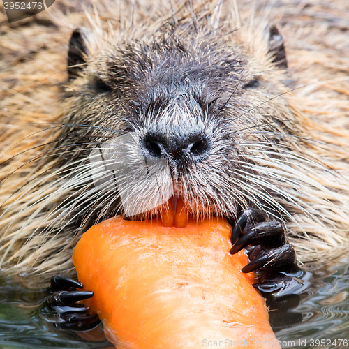 Image of Coypu is eating