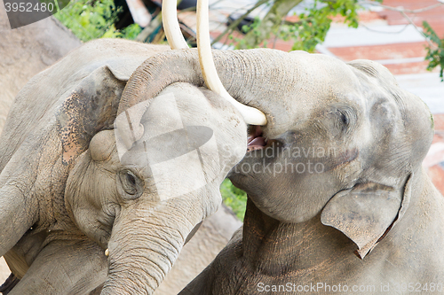 Image of Two adult asian elephants cuddling 