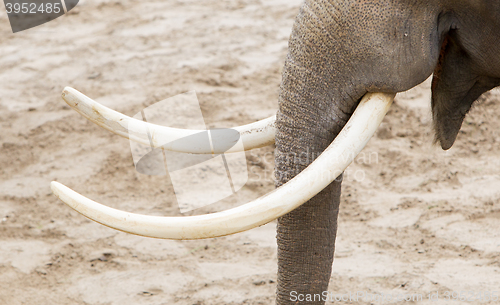 Image of Asian elephant (Elephas maximus) tusks close-up