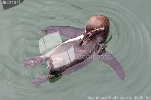 Image of Humboldt penguin