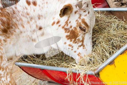 Image of Close up of cow eating hay