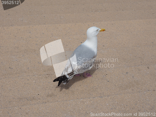 Image of Seagull bird animal