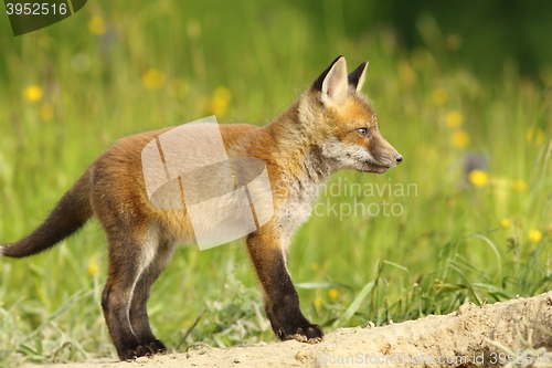 Image of adorable red fox cub