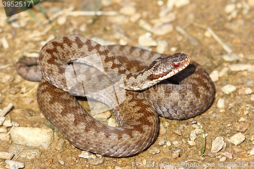 Image of colorful female crossed viper