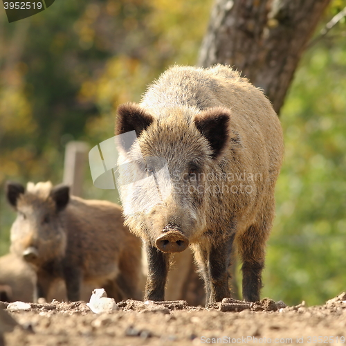 Image of curious huge wild boar looking at the photographer