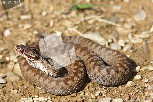 Image of female common crossed adder on ground