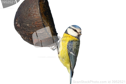 Image of isolated blue tit on garden feeder